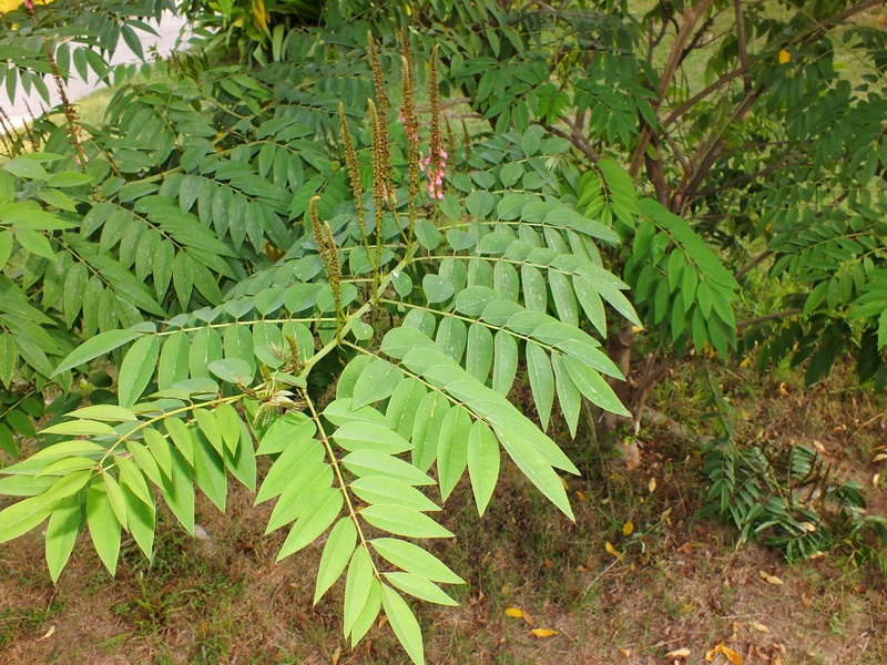 Indigofera zollingeriana